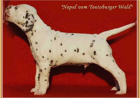 Unser kerniger Rüde (vermittelt nach 49300 Tavastila, FINNLAND)