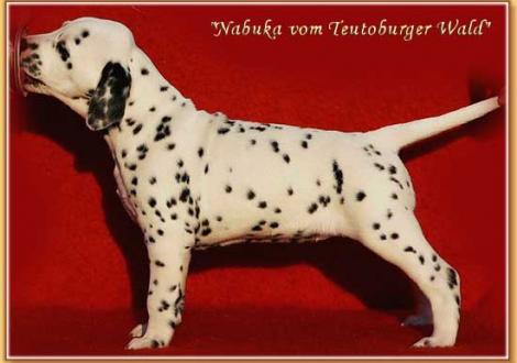 Unsere knackigen Hündinnen (vermittelt nach Magdeburg/im Miteigentum von Karola Lehmann