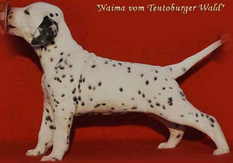 Unsere knackigen Hündinnen (vermittelt nach 29392 Wesendorf)