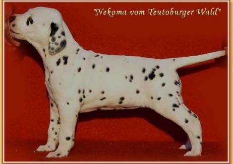 Unsere knackigen Hündinnen (vermittelt nach 48455 Bad Bentheim)