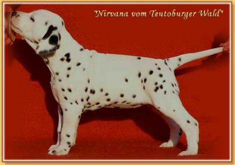 Unsere knackigen Hündinnen (vermittelt nach 83627 Warngau)