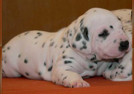 Unser kerniger Rüde: Ozone vom Teutoburger Wald