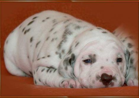 Ohara vom Teutoburger Wald