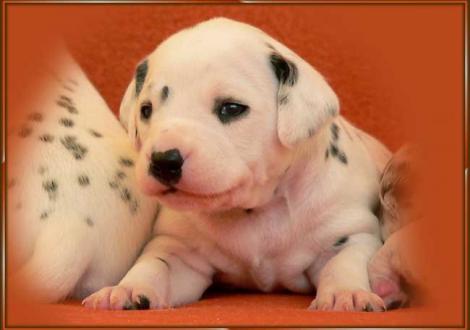 Omana vom Teutoburger Wald