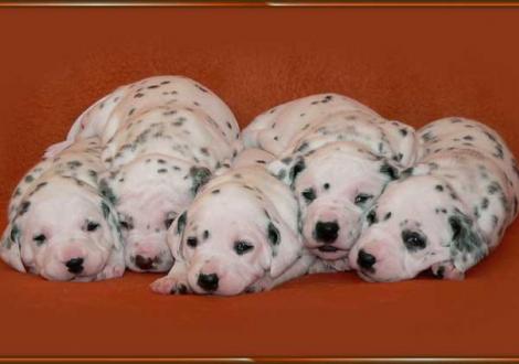 Impressionen: Obonya, Ohara, Omana, Ozone, Ondra vom Teutoburger Wald