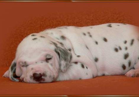 Ohara vom Teutoburger Wald