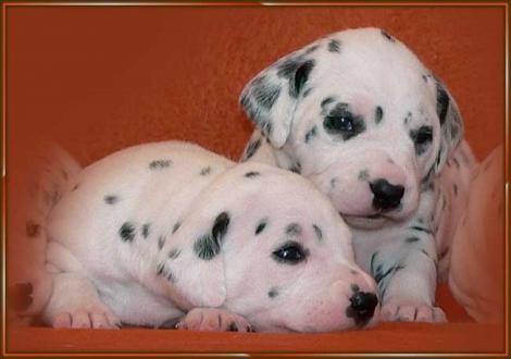 Omana & Ondra vom Teutoburger Wald