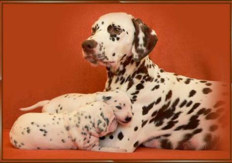 Stolze Mama Latoya vom Teutoburger Wald