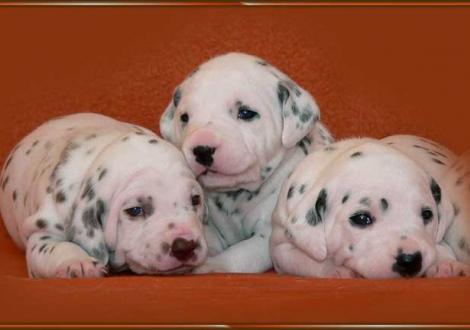 Ohara, Obonya, Omana vom Teutoburger Wald