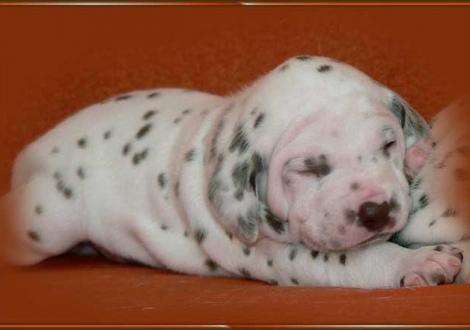 Ohara vom Teutoburger Wald