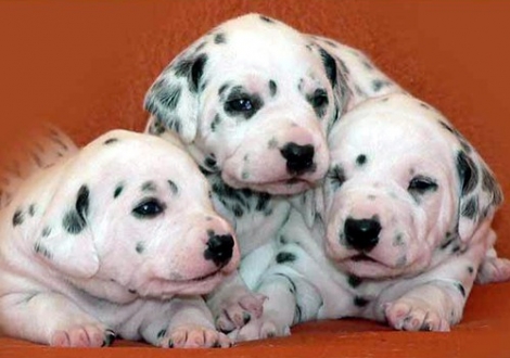 Omana, Ondra, Ozone vom Teutoburger Wald