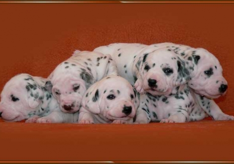 Obonya, Ohara, Omana, Ondra, Ozone vom Teutoburger Wald