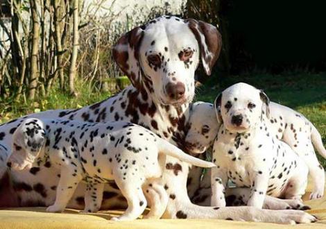 Bilder von unserem O-Wurf