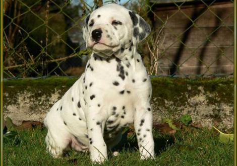 Unser kerniger Rüde: Ozone vom Teutoburger Wald
