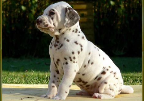 Ohara vom Teutoburger Wald