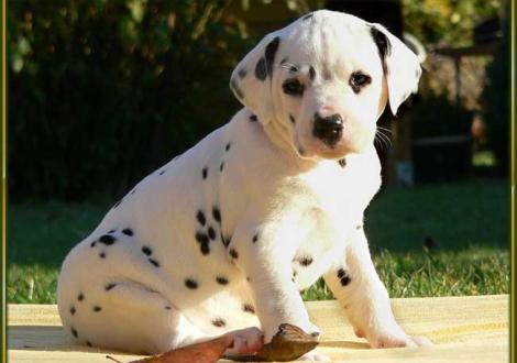 Omana vom Teutoburger Wald