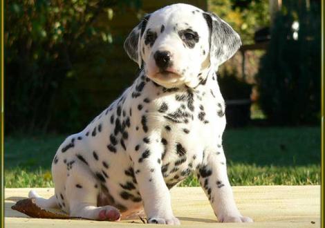 Ondra vom Teutoburger Wald