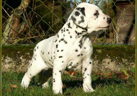 Ozone vom Teutoburger Wald