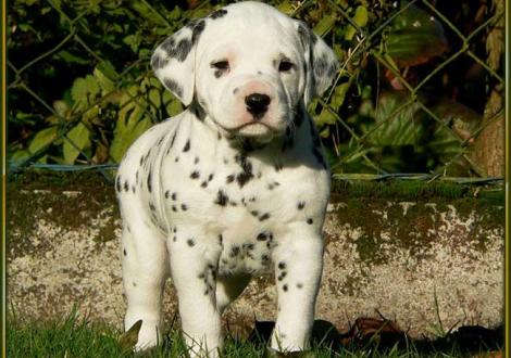 Obonya vom Teutoburger Wald