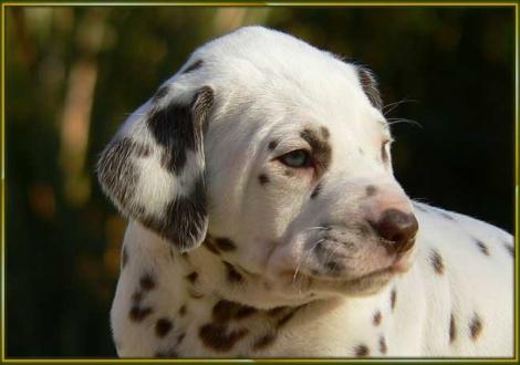 Ohara vom Teutoburger Wald