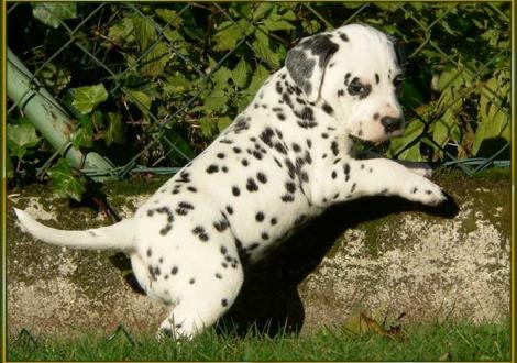 Ondra vom Teutoburger Wald