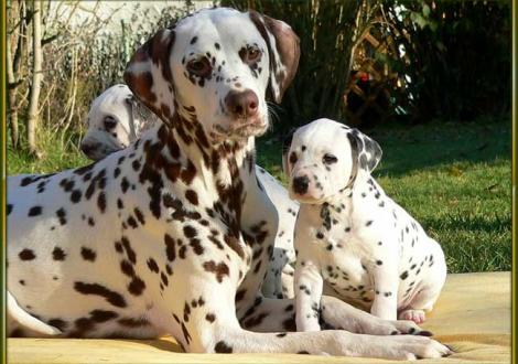 Mama Latoya vom Teutoburger Wald mit ihrem Sohn Ozone vom Teutoburger Wald