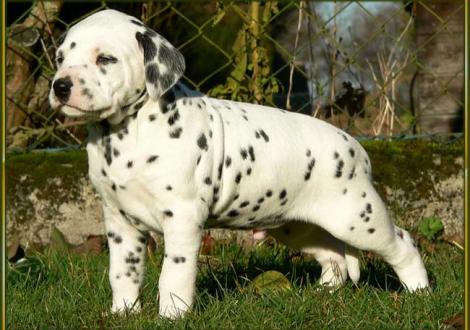 Ozone vom Teutoburger Wald