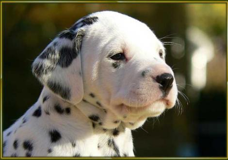 Obonya vom Teutoburger Wald