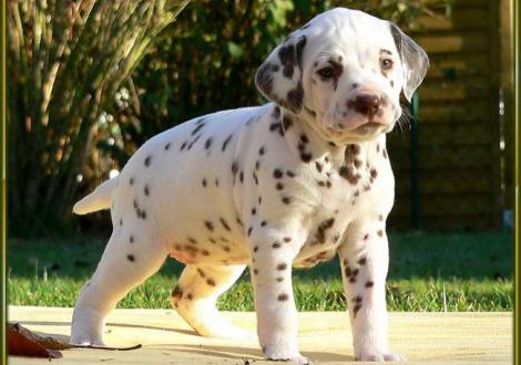 Ohara vom Teutoburger Wald