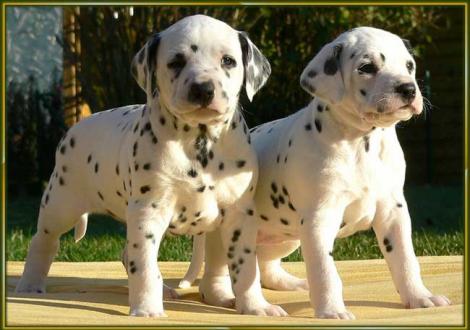 Ozone & Omana vom Teutoburger Wald