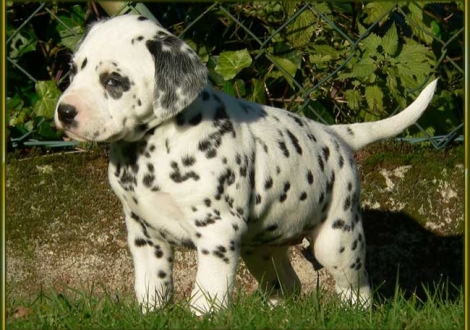 Ondra vom Teutoburger Wald