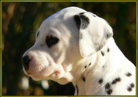 Omana vom Teutoburger Wald