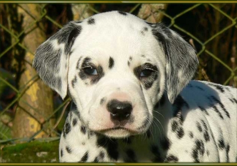 Ondra vom Teutoburger Wald