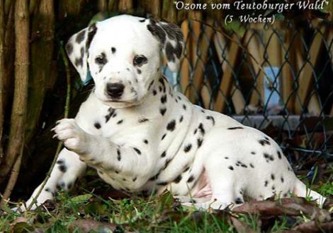 Bilder von unserem O-Wurf