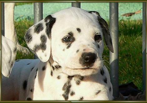 Unser kerniger Rüde: Ozone vom Teutoburger Wald