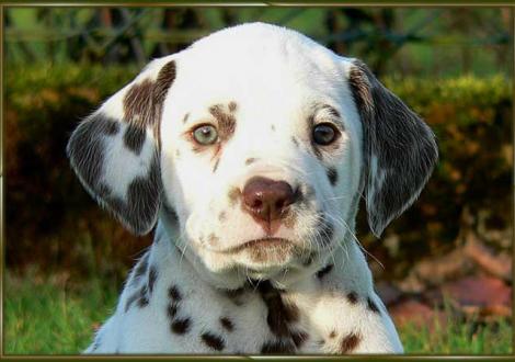 Ohara vom Teutoburger Wald