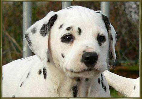 Omana vom Teutoburger Wald