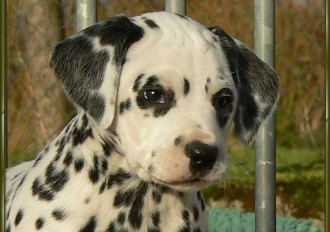 Ondra vom Teutoburger Wald