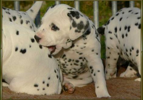 Impressionen: Obonya vom Teutoburger Wald