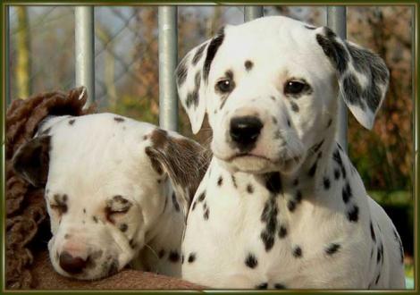 Ohara & Ozone vom Teutoburger Wald