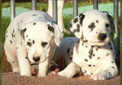 Omana & Ozone vom Teutoburger Wald