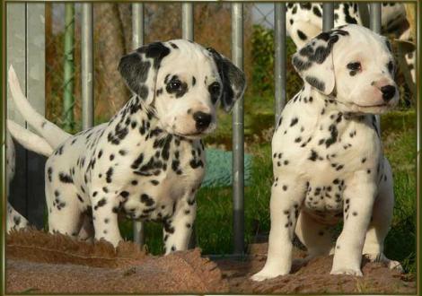 Ondra & Obonya vom Teutoburger Wald