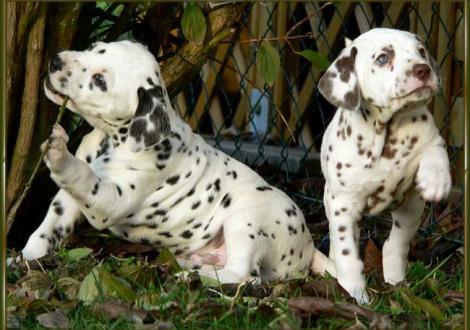 Ozone & Ohara vom Teutoburger Wald