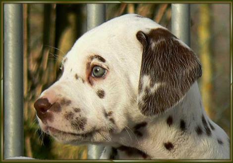 Ohara vom Teutoburger Wald