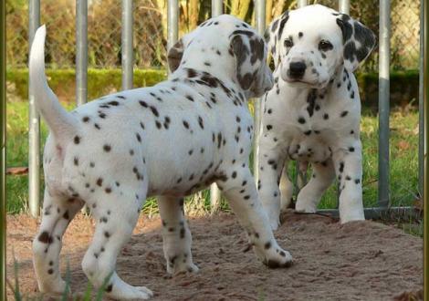 Ohara & Ozone vom Teutoburger Wald