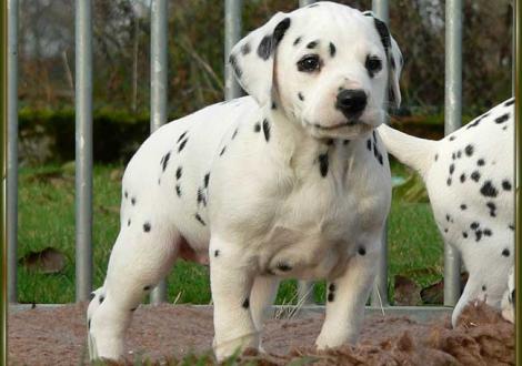 Omana vom Teutoburger Wald