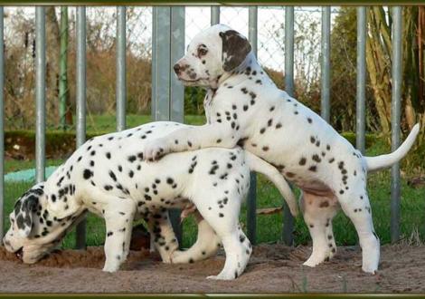 Ozone & Ohara vom Teutoburger Wald