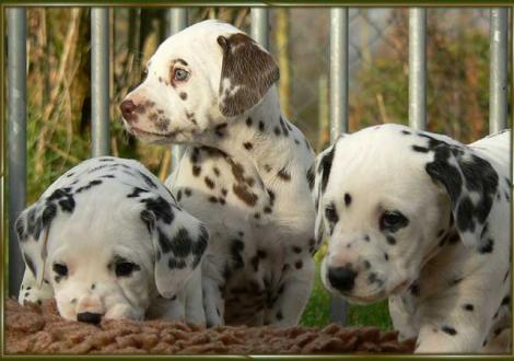 Obonya, Ohara, Ozone vom Teutoburger Wald