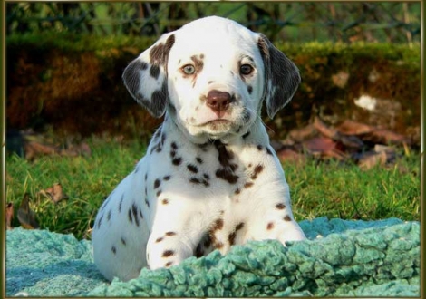 Ohara vom Teutoburger Wald