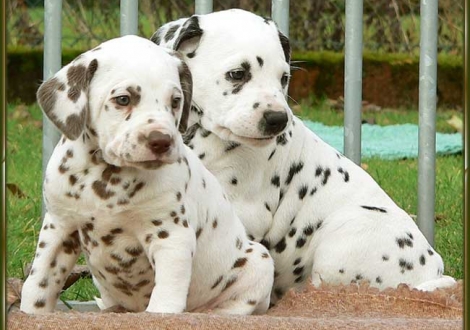 Ohara & Ozone vom Teutoburger Wald